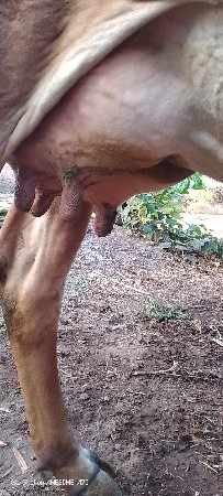 ગાય વેચવા ની છે