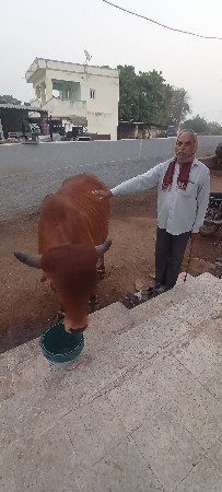 ગાય વેચવાની છે.