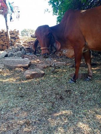 ગીર ગાય વેચવાની છે