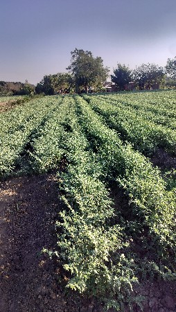 જામીન વેચવાની છે