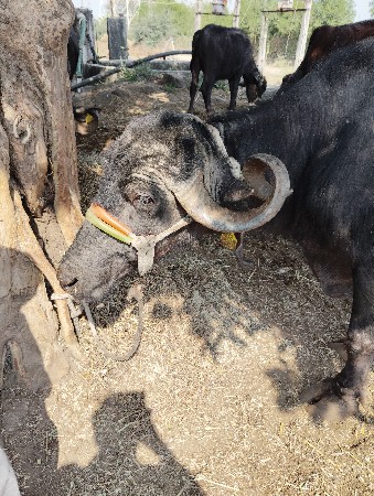 થંબનેલ 3