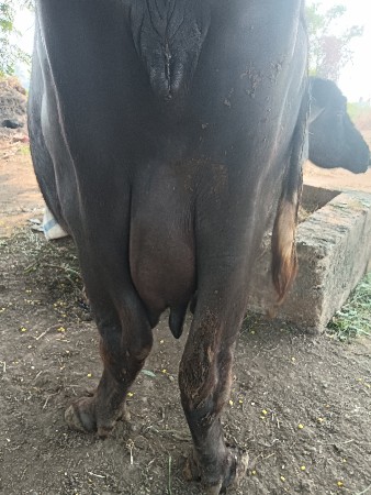 ભેંસ વેચવાની