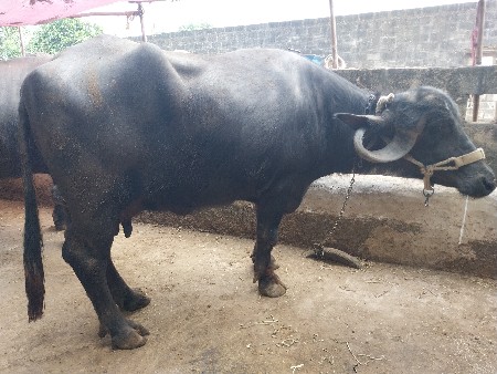 બે ભેંસો વેચવાની છે.