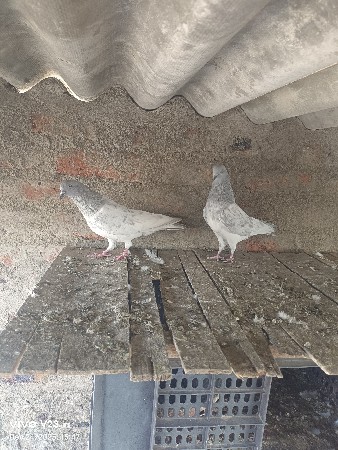 થંબનેલ 3