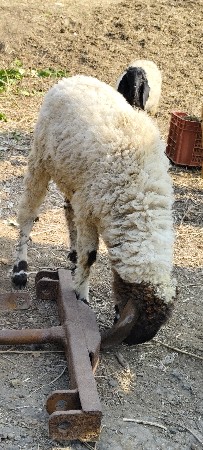 थंबनेल 2