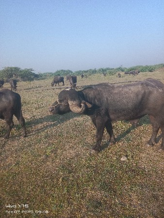 પાડો વેચવાનો છે