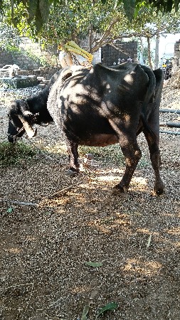 એસ કે ચાલશે