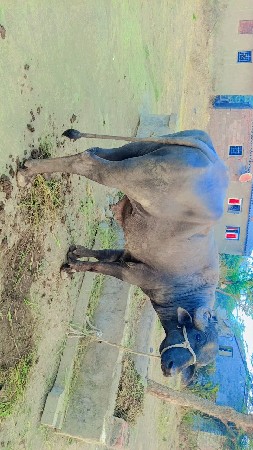 પાડો વેચવાનો છે પેલાવાળાનો હે સાવ