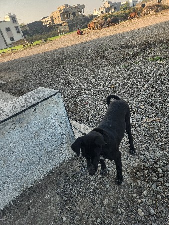 lebrador femal વેચવાની છે સાવ સોજી