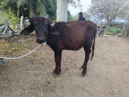 જાફરાબાદી પાડી વેચવાની છે