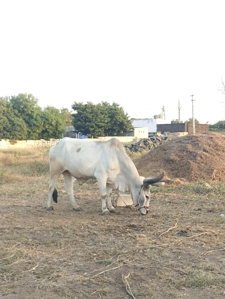 थंबनेल 2