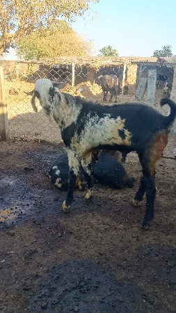 थंबनेल 3