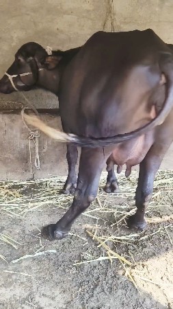 થંબનેલ 4