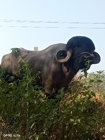 थंबनेल 2