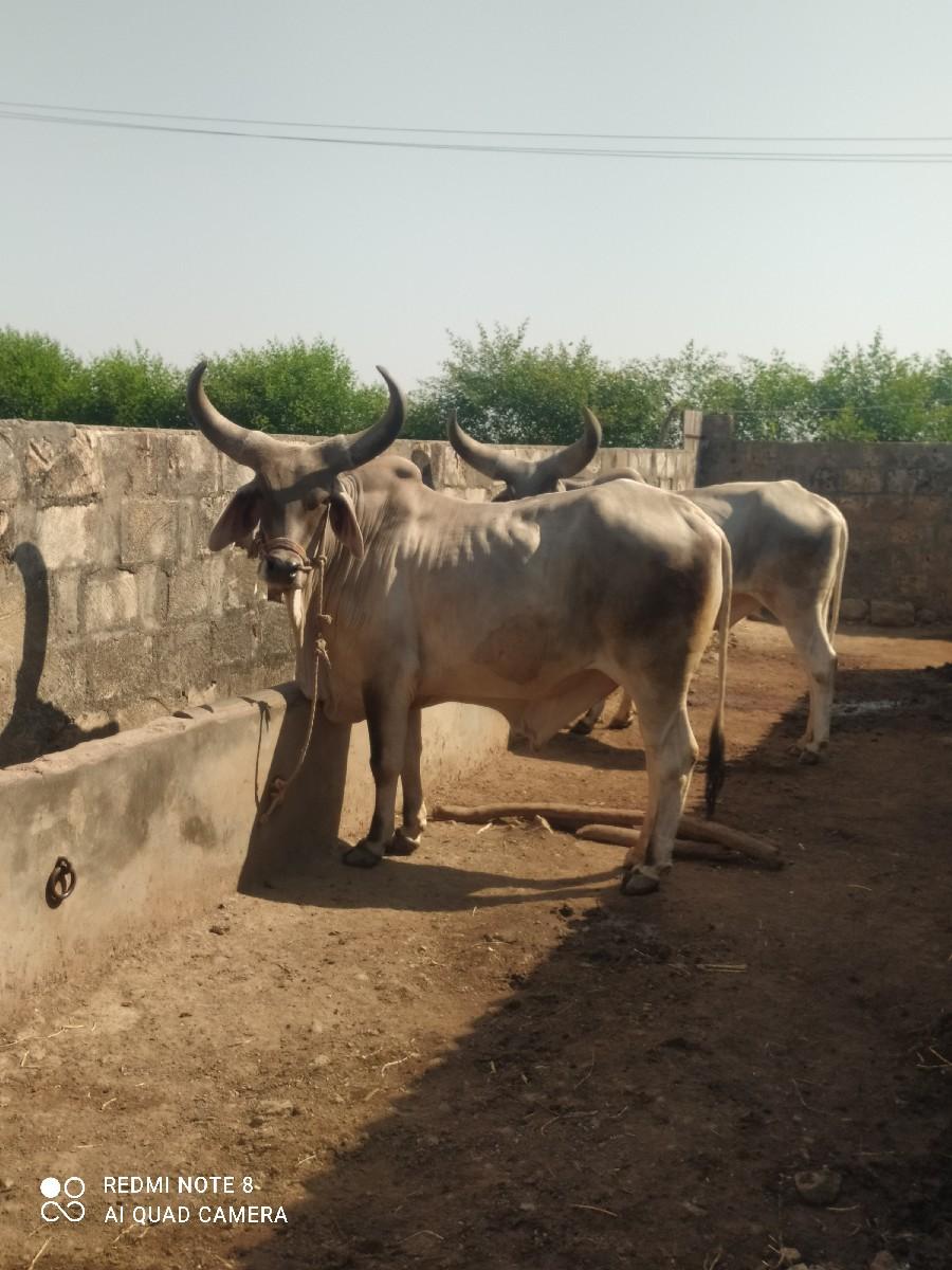 ગોઢલા વેચવાના છે