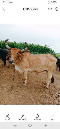 બળદ વેચવાનો છે