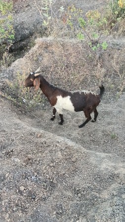 બકરી યુ વેચવાની છે