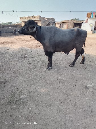 थंबनेल 3