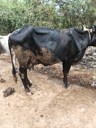 थंबनेल 3