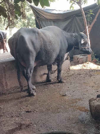 थंबनेल 2