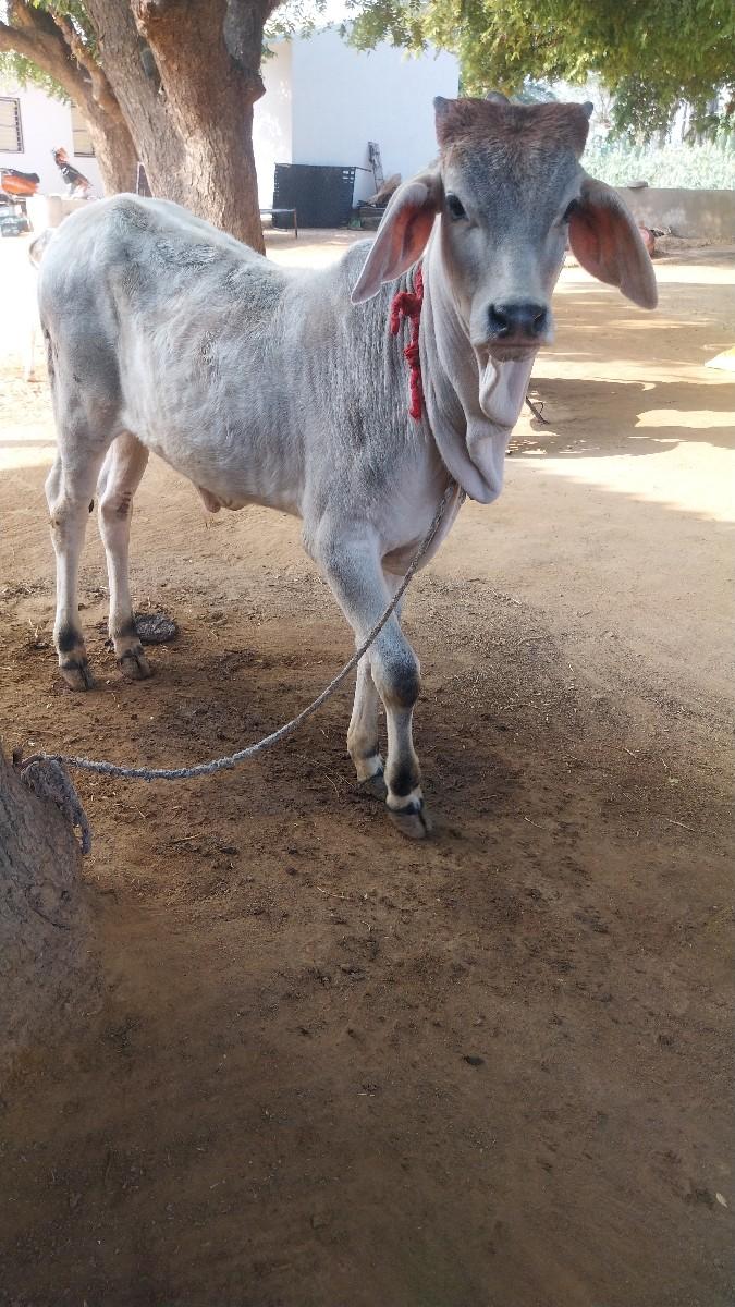 ગોધલો વેચવાનો સેં