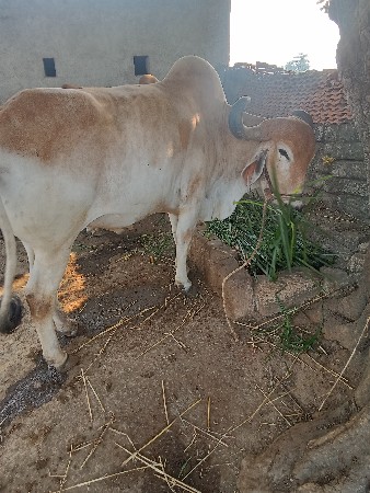 થંબનેલ 2