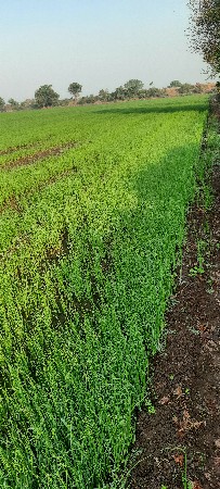 રોપ વેચવાનો છે