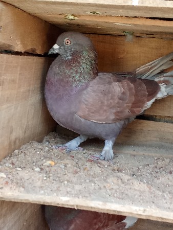 આ કબુતર વેચવાનું છે નર શે