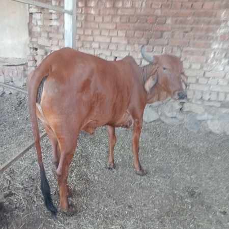 થંબનેલ 2