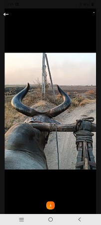 બળદ આપવાનો છે