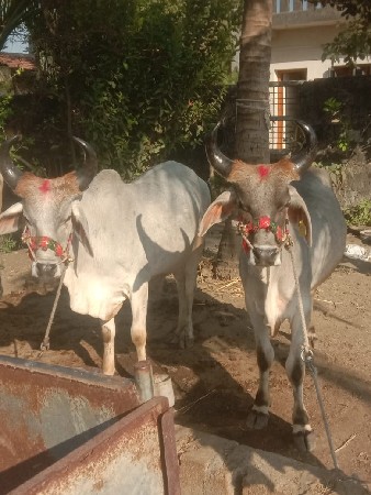 थंबनेल 3