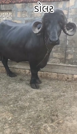 થંબનેલ 3