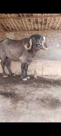 ટોપલી ખડાય સે