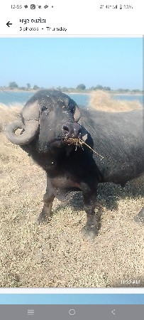 थंबनेल 2