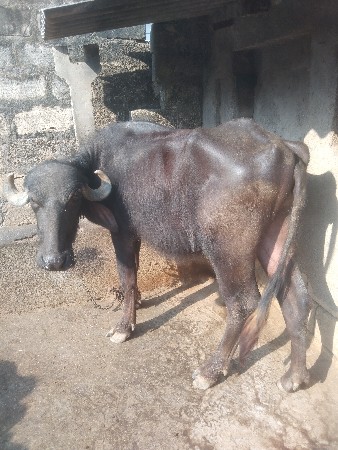 ભીંભા મહેશભાઈ