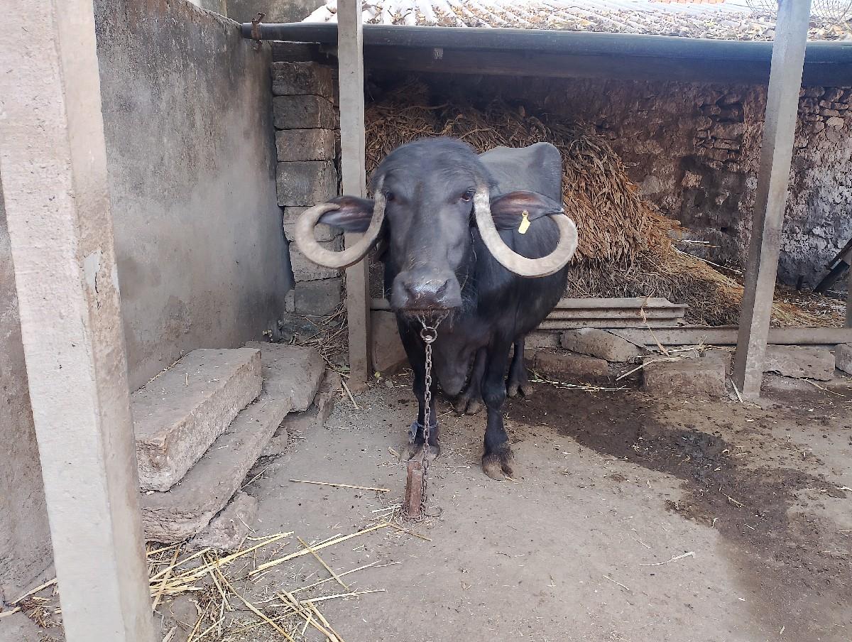 थंबनेल 2