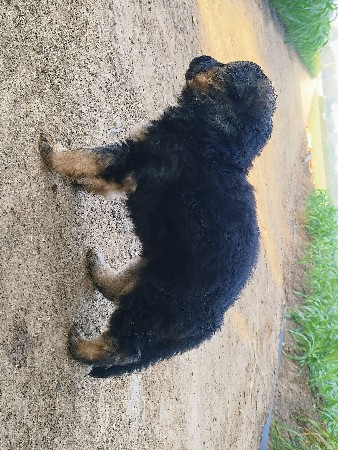 જર્મન શેફર્ડ લોંગ કોર્ટ મેલ