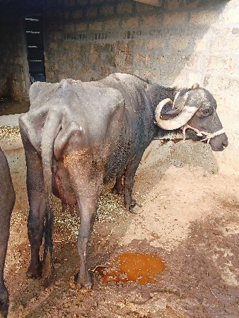 ભેંસ વેસવાનીસે