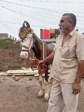 ઘોડો વેચવાનો છે