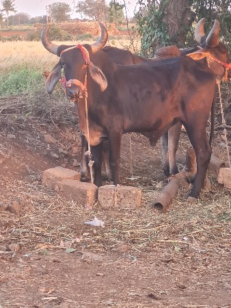 થંબનેલ 2