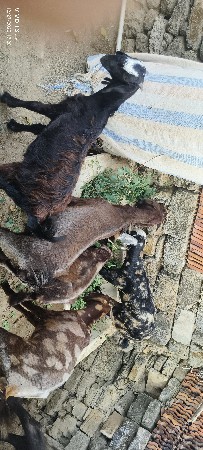 થંબનેલ 3