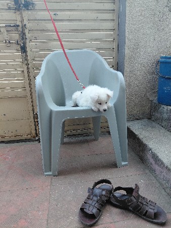 વેચવાનુ છે