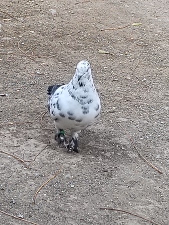 વેચવાના સે