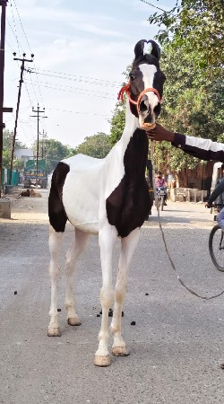વછેરો વેચવાનો છે