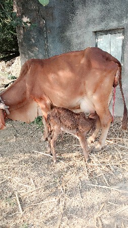 ગાય નું ઘી