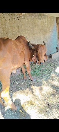 બીજા વેતર ની વોટ કી છે