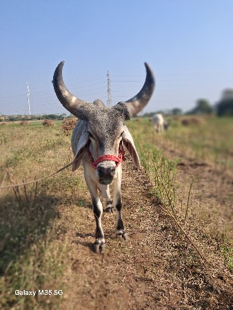 थंबनेल 3