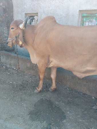 થંબનેલ 2