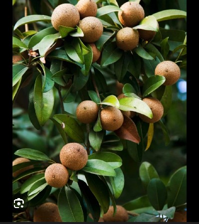 chikoo no bhaga vecha vano che