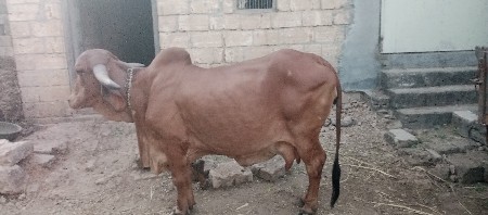 थंबनेल 2